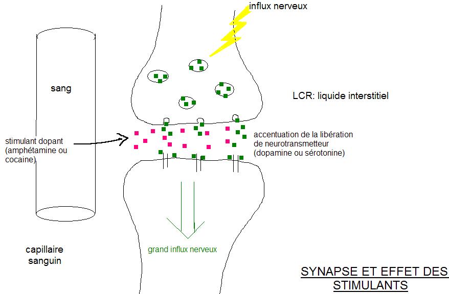 Schma illustrant l'effet des stimulants